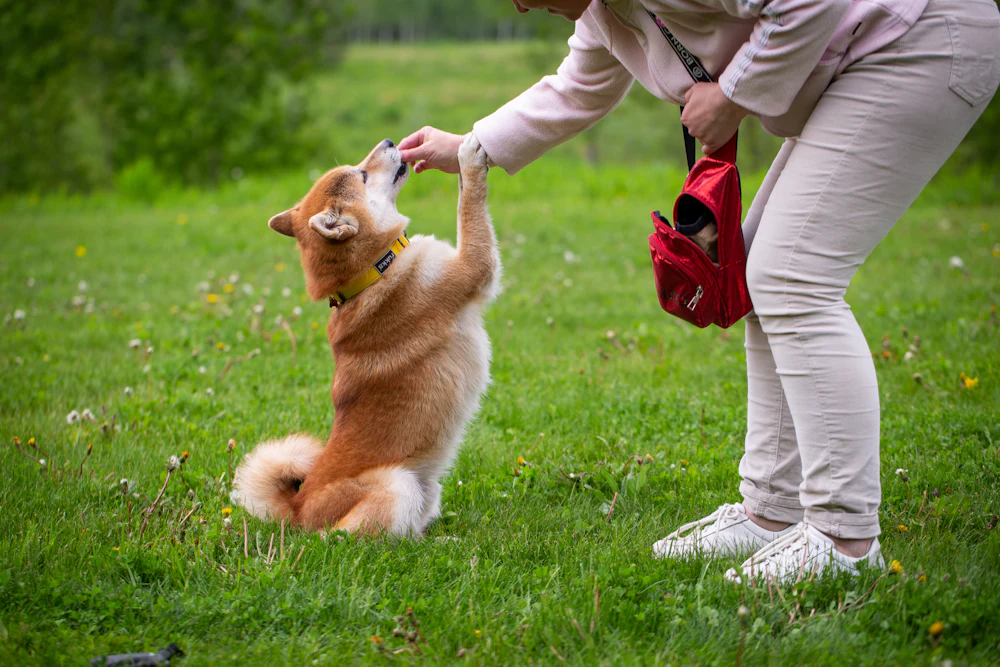 Chien qui donne la patte pendant une séance