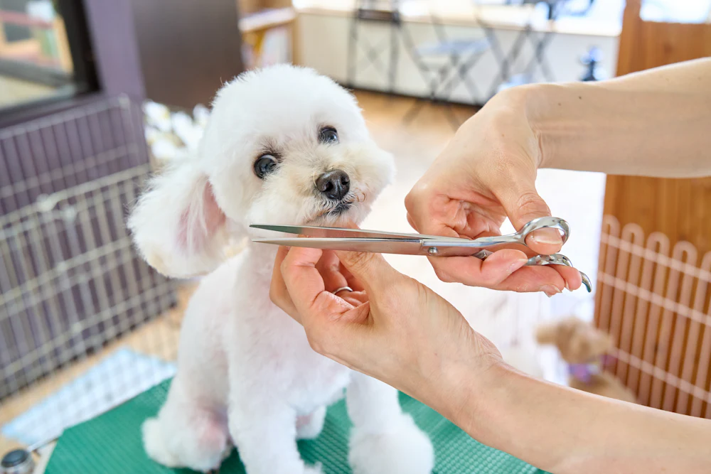 Chien blanc pendant une coupe aux ciseaux